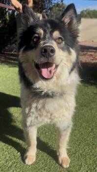 Graham -  Alaskan Malamute Dog for Adoption in Payson, Arizona - Graham | PetCurious