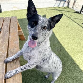Pepper -  Cattle Dog and Chihuahua Dog for Adoption in Hawthorne, California - Pepper | PetCurious