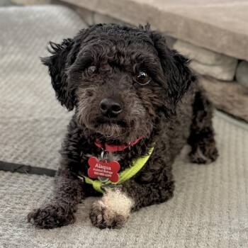 Ramen -  Miniature Poodle Dog for Adoption in Freeport, Florida - Ramen | PetCurious