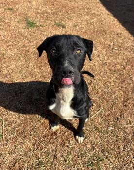 Retriever Dogs Available for Adoption - Hardin  | PetCurious