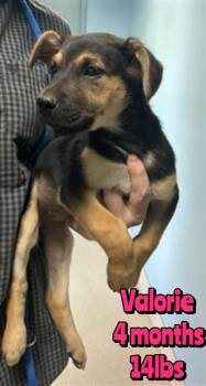 Mixed Breed Dogs Available for Adoption in Holbrook, New York - VALORIE | PetCurious