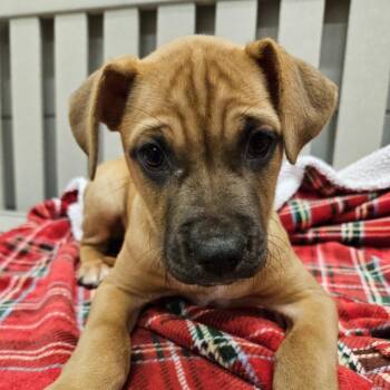 Boxer and Labrador Retriever Dogs Available for Adoption in Beaumont, Texas - Birdie | PetCurious