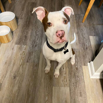 Rescue Pit Bull Terrier and Mixed Breed Dogs for Adoption in Durham, North Carolina - Taco | PetCurious