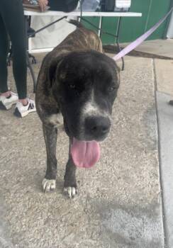 Mixed Breed Dogs Available for Adoption - BAYLOR | PetCurious