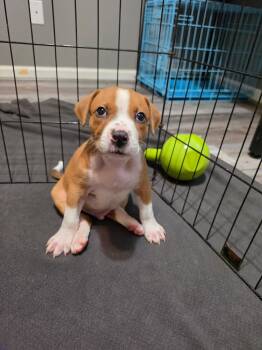 Chompers -  Hound and Pit Bull Terrier Dog for Adoption in Grafton, Massachusetts - Chompers | PetCurious