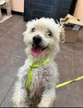 Terrier Dogs Available for Adoption in Colleyville, Texas - Ollie | PetCurious