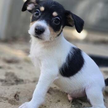 Rascal -  Yorkshire Terrier and Rat Terrier Dog for Adoption in Athens, Alabama - Rascal | PetCurious
