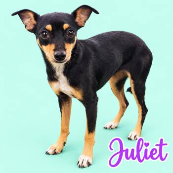Juliet -  Miniature Pinscher and Mixed Breed Dog for Adoption in Scottsdale, Arizona - Juliet | PetCurious
