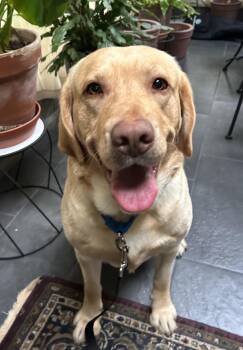 Yellow Labrador Retriever Dogs Available for Adoption in Warrington, Pennsylvania - Philbin | PetCurious
