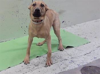 RICHART -  Labrador Retriever and Mixed Breed Dog for Adoption in Houston, Texas - RICHART | PetCurious