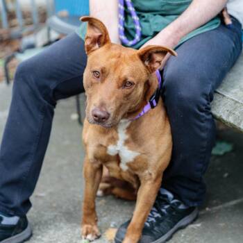 Pit Bull Terrier Dogs Available for Adoption in Oakland, California - Aveeno | PetCurious