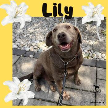 Lily -  Labrador Retriever Dog for Adoption in Oakville, Ontario - Lily | PetCurious