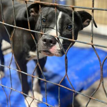 Moe -  Pit Bull Terrier and Mixed Breed Dog for Adoption in Fort Smith, Arkansas - Moe | PetCurious
