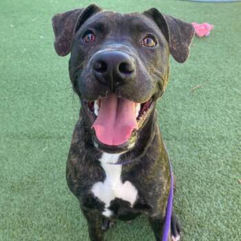 Rescue Pit Bull Terrier Dogs for Adoption in Chattanooga, Tennessee - Mr. Buffett | PetCurious