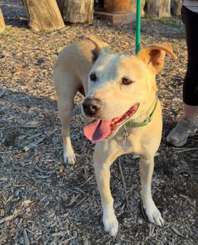 Rescue Pit Bull Terrier Dogs for Adoption in Santa Monica, California - Connor | PetCurious