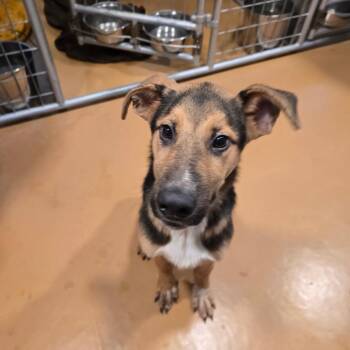 Alistair -  German Shepherd Dog Dog for Adoption in Hinesville, Georgia - Alistair | PetCurious