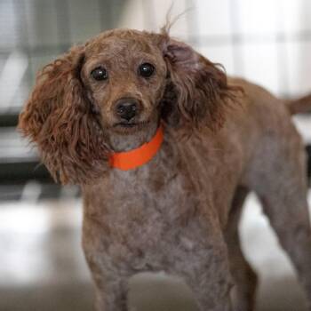 Poodle Dogs Available for Adoption - Coraline (JA26-68) | PetCurious