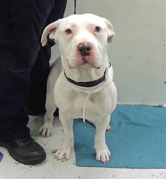 Staffordshire Bull Terrier and Mixed Breed Dogs Available for Adoption - SORREL | PetCurious