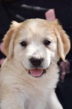 Labrador Retriever Dogs Available for Adoption in Los Angeles, California - Gimbell | PetCurious