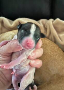 Rescue Chihuahua and Rat Terrier Dogs for Adoption in Bryan, Texas - Mia Pup 4 | PetCurious