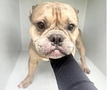 DANGER -  French Bulldog Dog for Adoption in Houston, Texas - DANGER | PetCurious