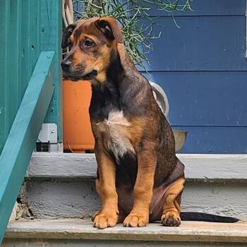 Turkey Leg -  Hound Dog for Adoption in Chattanooga, Tennessee - Turkey Leg | PetCurious