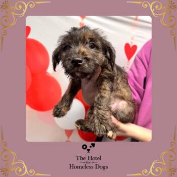 Yorkshire Terrier and American Staffordshire Terrier Dogs Available for Adoption - Belle | PetCurious