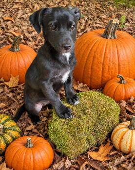 Tina Fontina -  Chihuahua Dog for Adoption in Olympia, Washington - Tina Fontina | PetCurious