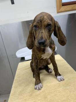BAIZE -  Plott Hound Dog for Adoption in Fairbanks, Alaska - BAIZE | PetCurious