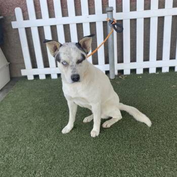 A614870 -  Australian Cattle Dog Blue Heeler and Mixed Breed Dog for Adoption in Modesto, California - A614870 | PetCurious