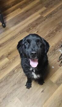 Labrador Retriever Dogs Available for Adoption - Abe | PetCurious