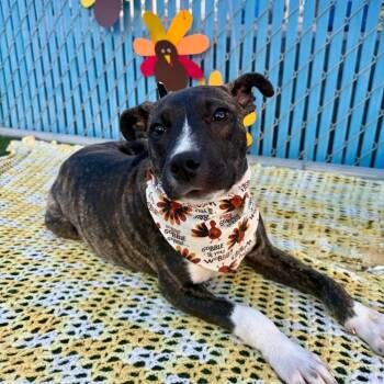 Rescue Terrier Dogs for Adoption in Las Vegas, Nevada - Dora | PetCurious