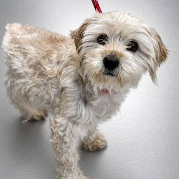 Paige -  Maltese and Poodle Dog for Adoption in Fresno, California - Paige | PetCurious