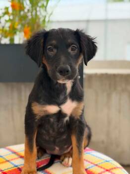 Toy Story Litter - Jessie -  Mixed Breed Dog for Adoption in Savage, Minnesota - Toy Story Litter - Jessie | PetCurious