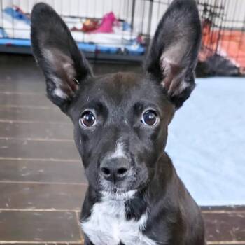 Raine NR -  Cattle Dog and Basenji Dog for Adoption in Austin, Texas - Raine NR | PetCurious