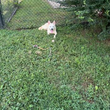Marci -  Mixed Breed Dog for Adoption in Gallatin, Tennessee - Marci | PetCurious