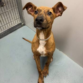 Marie -  American Staffordshire Terrier Dog Available for Adoption in Pittsburgh, Pennsylvania - Marie | PetCurious