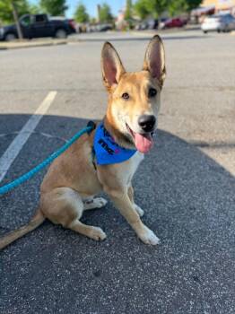 Gibbs -  German Shepherd Dog Dog for Adoption in Holly Springs, North Carolina - Gibbs | PetCurious