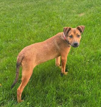 Riley -  Australian Cattle Dog Blue Heeler Dog for Adoption in Alden, New York - Riley | PetCurious