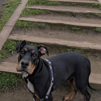Doberman Pinscher and American Bulldog Dogs Available for Adoption in San Francisco, California - Cosmos | PetCurious