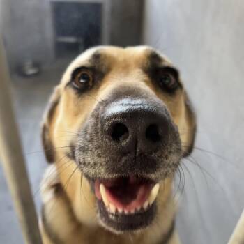 Nana -  German Shepherd Dog and Mixed Breed Dog for Adoption in Los Angeles, California - Nana | PetCurious