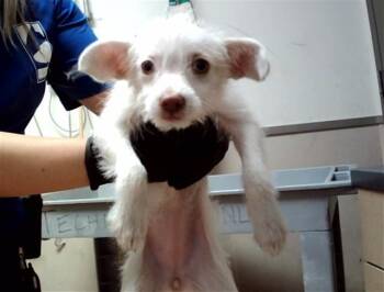 ANGELINA -  Terrier and Mixed Breed Dog for Adoption in Martinez, California - ANGELINA | PetCurious
