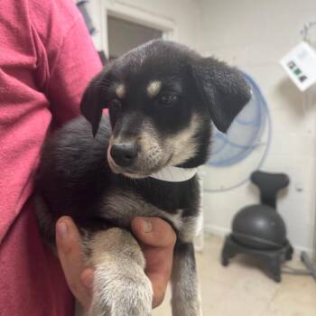 Shepherd and Husky Dogs Available for Adoption in Birmingham, Alabama - Sierra | PetCurious