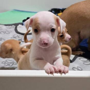 Chihuahua and Mixed Breed Dogs Available for Adoption in Boerne, Texas - Noah | PetCurious