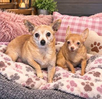 Charlie and Ginger -  Mixed Breed Dog for Adoption in Fairmont, West Virginia - Charlie And Ginger | PetCurious