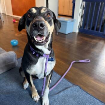 Lillie -  Black And Tan Coonhound and Mixed Breed Dog for Adoption in La Grange, Kentucky - Lillie | PetCurious
