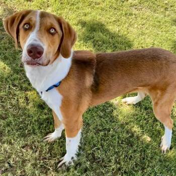Rescue Hound and Labrador Retriever Dogs for Adoption in Oklahoma City, Oklahoma - Finn | PetCurious