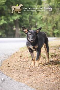 German Shepherd Dog and Mixed Breed Dogs Available for Adoption in North Charleston, South Carolina - 3476B Kylo | PetCurious