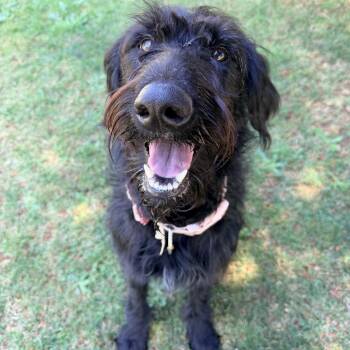 Uma -  Standard Poodle and German Shepherd Dog Dog for Adoption in Beavercreek, Oregon - Uma | PetCurious