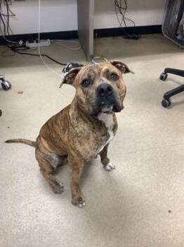 Pit Bull Terrier and Mixed Breed Dogs Available for Adoption - Legend | PetCurious